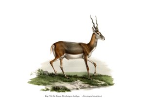 ブラックバック、1860